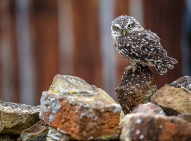 Tamamen doğal habitatta küçük baykuş (Athene Noctua)
