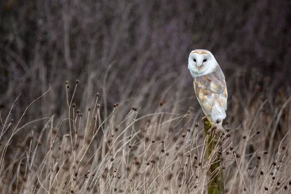 European Barn Owl (Tyto Alba) in completely natural habitat — Stock Photo, Image