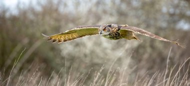 Doğal ortamda Avrasya kartal baykuş (Bubo Bubo)