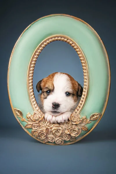 Mavi çerçeveli yavru köpek Jack Russell Terrier.