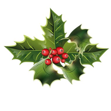 Holly yaprakları ve beyaz bir arka plan üzerinde meyveleri. Noel holly.