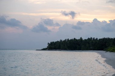 Maldivler 'de birkaç palmiye ağacı ve mavi lagünü olan tropik plaj