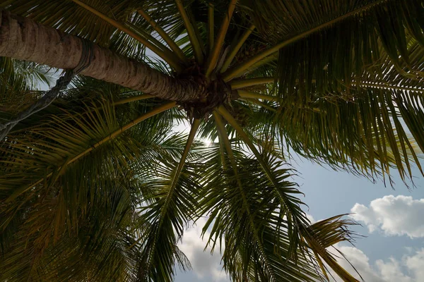 Tilted coconut palm tree isolated on sky background