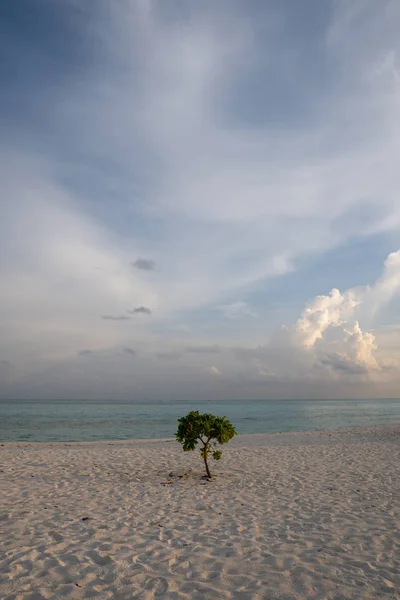 Samotne drzewo nad morzem z błękitnym niebem i białymi chmurami — Zdjęcie stockowe