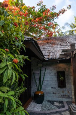 Evin çatısı üzerinde çiçekli egzotik bitkiler.