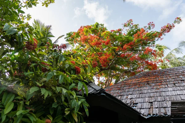 Virágzás egzotikus növények felett a tető a ház. — Stock Fotó