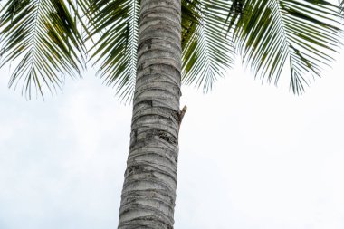 Kertenkele tropikal ağaçta oturup yiyecek bekliyor