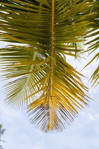 Gekipptes Kokospalmenblatt isoliert auf Himmelshintergrund — Stockfoto