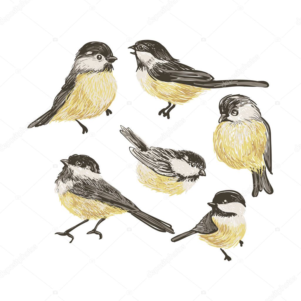 realistic vector Tits and bird feeder on white background. Vector Christmas image. For Christmas decoration, posters, banners, sales and other winter events