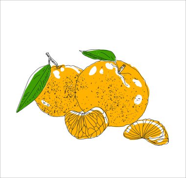 Çizilmiş vektör yaz buz el cittrus içkiyle. Limon ve nane. Suyu detoks. Doğrusal illüstrasyon. -Vektör çizim