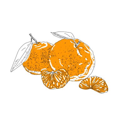 Çizilmiş vektör yaz buz el cittrus içkiyle. Limon ve nane. Suyu detoks. Doğrusal illüstrasyon. -Vektör çizim