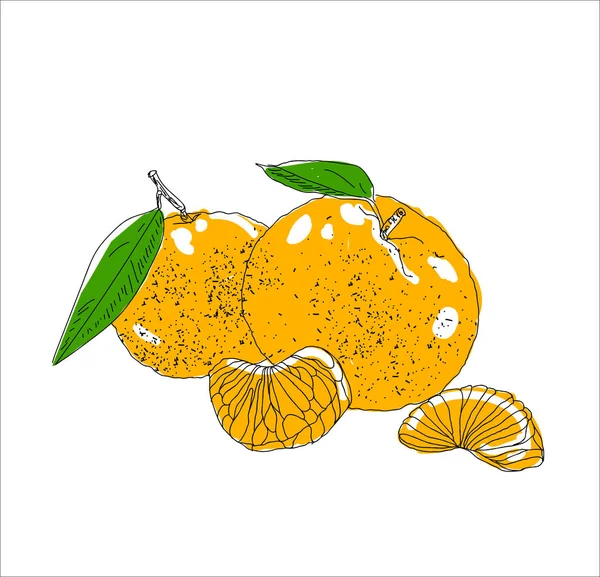 Çizilmiş vektör yaz buz el cittrus içkiyle. Limon ve nane. Suyu detoks. Doğrusal illüstrasyon. -Vektör çizim