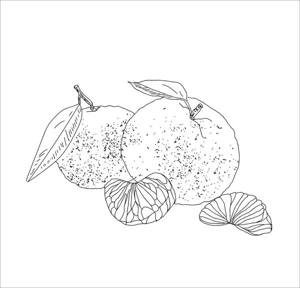 Çizilmiş vektör yaz buz el cittrus içkiyle. Limon ve nane. Suyu detoks. Doğrusal illüstrasyon. -Vektör çizim