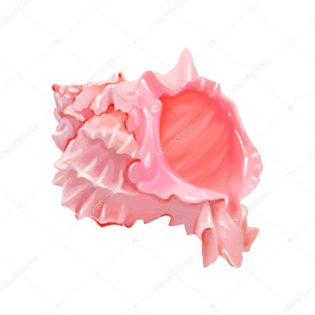 set of Pink seashells. Vector illustration. Under the sea. Underwater purple life. pink urchin. Mollusc. - Vector illustration