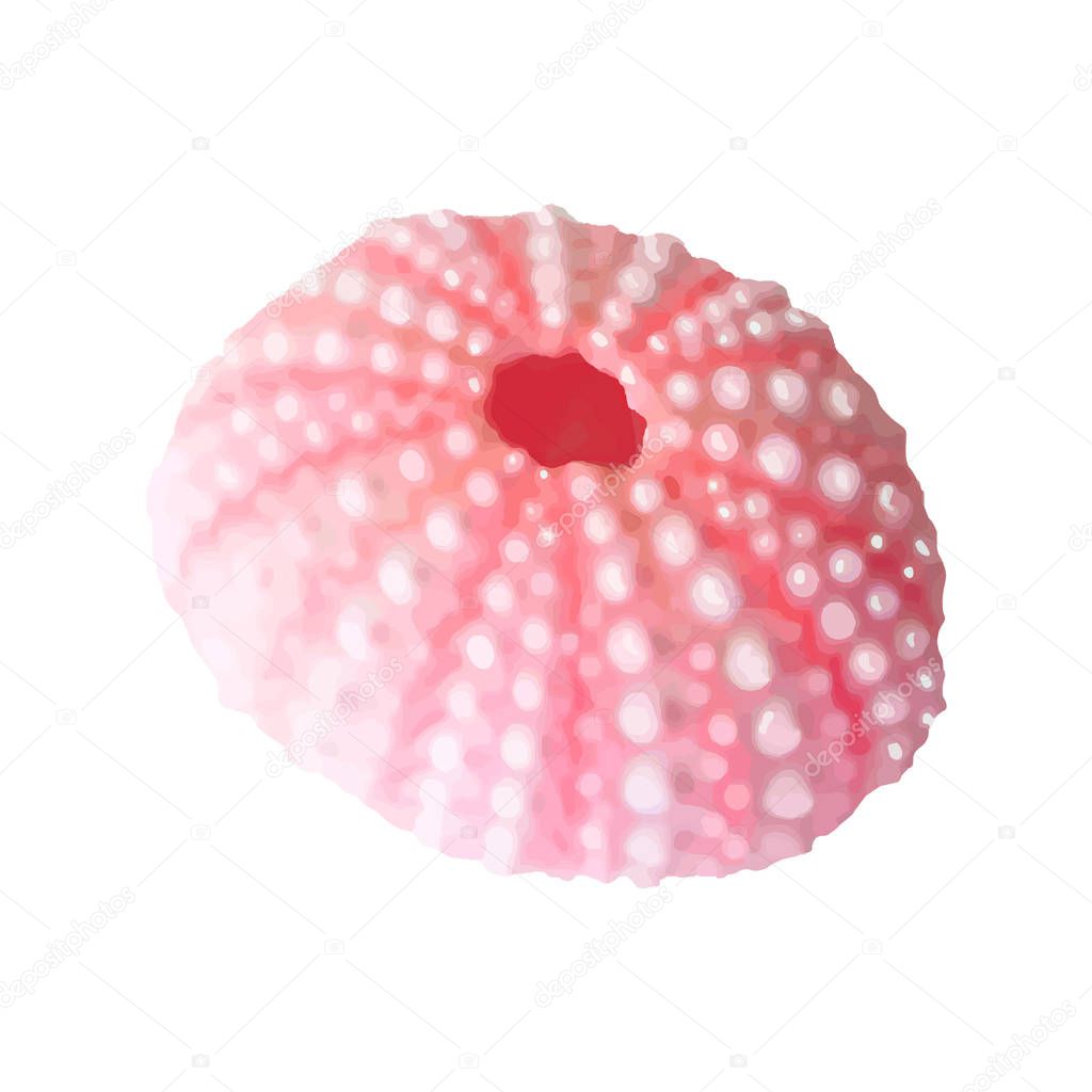 set of Pink seashells. Vector illustration. Under the sea. Underwater purple life. pink urchin. Mollusc. - Vector illustration