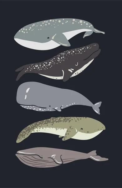 Illustratie Van Walvis Set Van Vector Walvissen — Stockvector