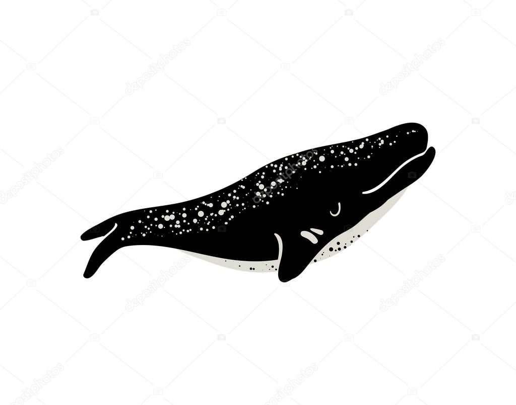 Vector illustration of whale. Vector illustration of whale.