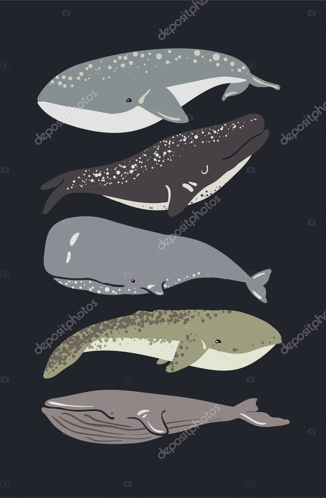 Illustration of whale. Set of vector whales.