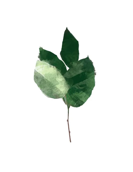 Akvarell Modern Dekoratív Eleme Eukaliptusz Zöld Leveles Koszorú Zöld Ágakat — Stock Fotó