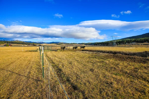 Farm field with grazing cows on fenced pasture in rural scenery. Northwest, USA