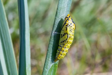Kelebek pupa yaprak doğa yeşil yaprakları arka planda bağlı. Yaban hayatı harika dünya