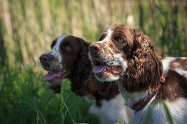 Av köpekleri Rus İspanyol. İki köpek aynı boyama. Beyaz brown ile.