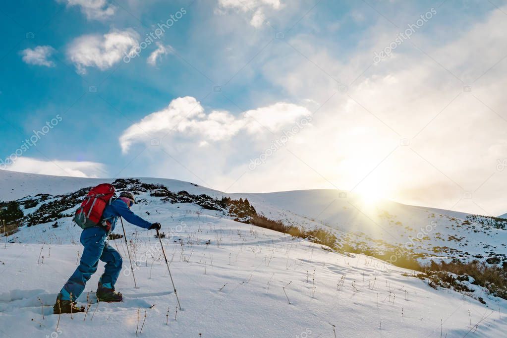 A man is engaged in skituring on split snowboarding. A man walks against a background of spruce forest. Mountains of Kyrgyzstan