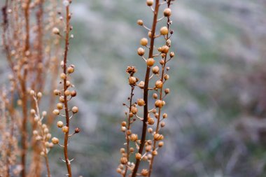 Bir dal kuru bir bitki. Güzel, bulanık bir arka plan üzerinde.