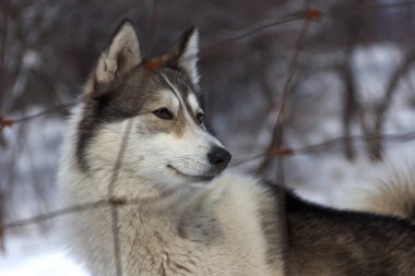 Siberian dış yapraklar kış çitin arkasında