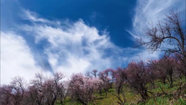 山の春 野生のアプリコットが木々を咲かせ 空を素早く動かす巻雲を持つ山の斜面 タイムラップ — ストック動画