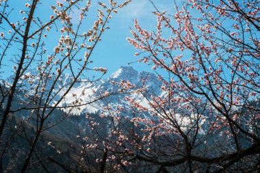 Karla kaplı dağ zirvelerinin arka planında çiçekli yabani kayısı ağaçlarının dalları.