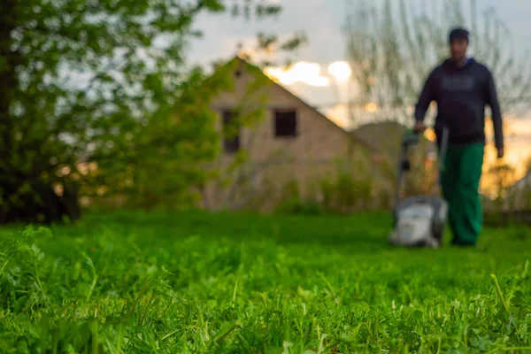 A man mows the lawn with a lawn mower in the early morning in the backyard.