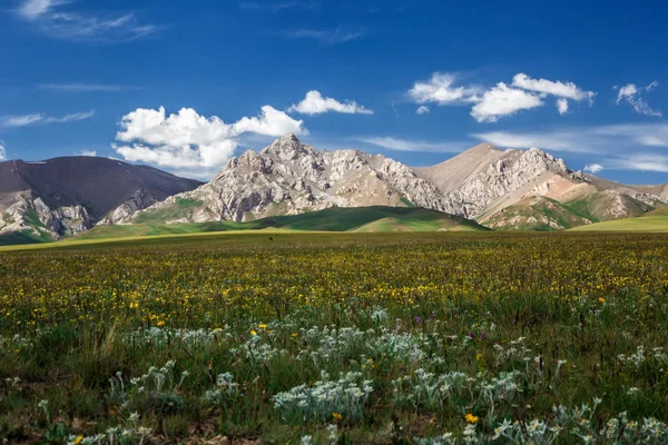 Hegycsúcsok emelkedik között a virágzó területeken. Hagyományos nyári legelők. Kirgizisztán — Stock Fotó