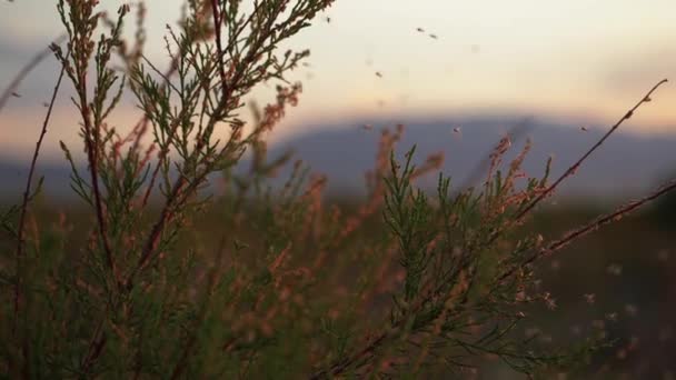 Los Mosquitos Sientan Las Ramas Del Arbusto Gran Número Mosquitos — Vídeo de stock