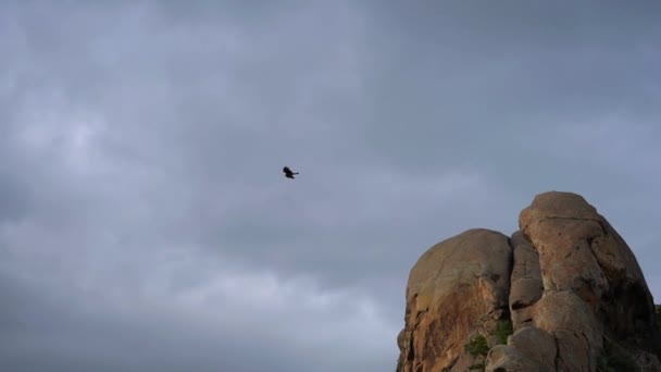 Orzeł Wznieci Się Nad Skałą Ptak Używa Przepływów Powietrznych Aby — Wideo stockowe