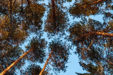 Sabah ormanda çok büyük ve uzun ağaç manzara. Yukarı bakmak