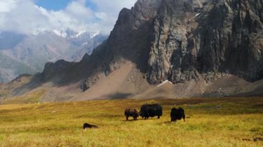 Tibet yak evcil hayvanı. Yaks bir otlak üzerinde dağlarda yüksek otlatmak