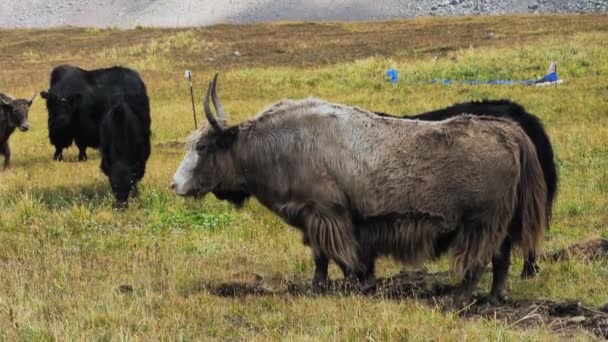 Yaks Betar Högt Fjällen Betesmark Tibetanska Jakpet — Stockvideo