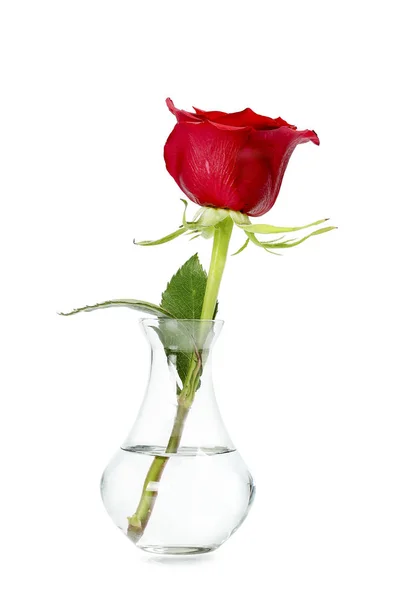 Single Rose Small Vase Isolated White — Stock Photo, Image