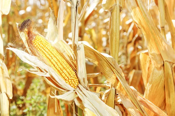 Ear Corn Dry Corn Plants Field Sunny Day — Stock Photo, Image