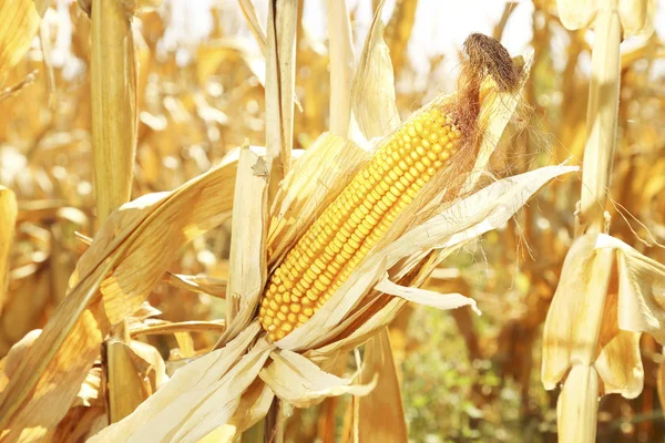 Ear Corn Dry Plants Field Sunny Day — Stock Photo, Image