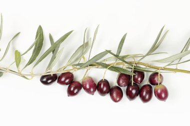zeytin ağacı dal beyaz yüzey üzerinde zeytinli