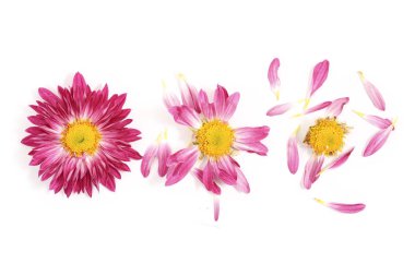 beyaz üzerine hiçbir yaprakları ile daisy için tüm olan yaprakları ile papatya