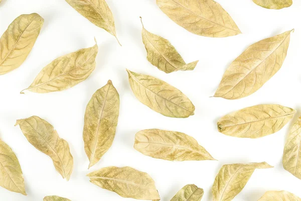 Сухе листя на білому — стокове фото