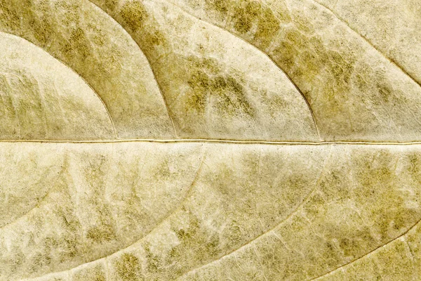 건조 잎 매크로 — 스톡 사진