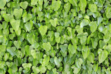 canlı yeşil yaprakları