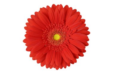 gerbera çiçek