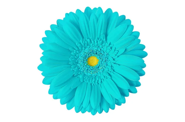 Flor de gerbera — Fotografia de Stock