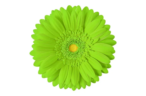 Gerbera çiçek — Stok fotoğraf