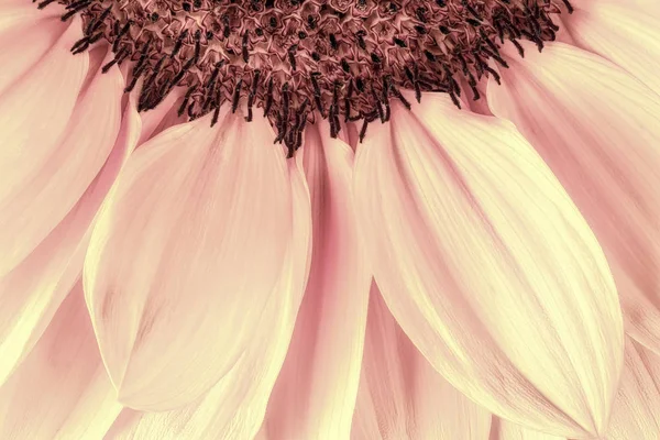 Pembe ayçiçeği — Stok fotoğraf
